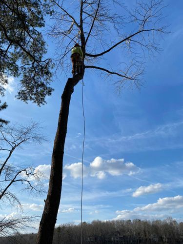 Tree removal for Grass Monkey in Gainesville, GA
