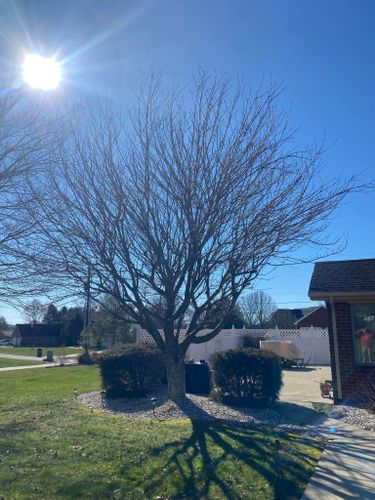 Tree Removal for Atwood’s Tree Care in Liberty,  KY