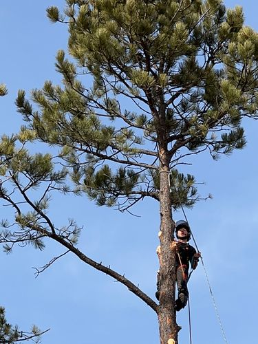 Tree Removal for Elevated Tree Care in Gillette, WY