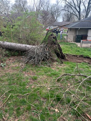 All Photos for Pro Tree Trim & Removal, Llc in Dayton, OH