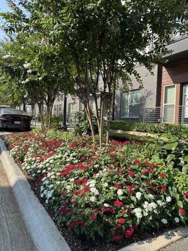 Seasonal color changes for Guerrero's Landscape in Fort Worth,  TX