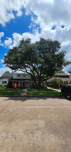  for Servin's Tree Care  in Houston, TX
