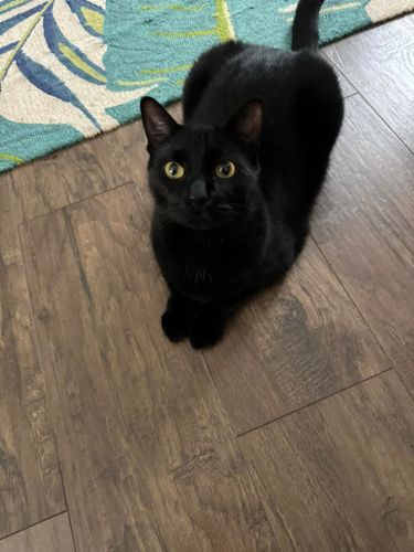 Animal Sanctuary for Sullivan Sanctuary of Maine in Brunswick, ME