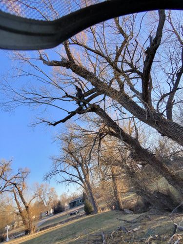  for Elevated Tree Care in Gillette, WY