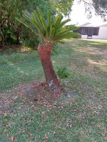 All Photos for A Southern Style Tree Service in Orlando, FL
