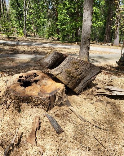 Tree Removal for Terra Heights Tree Experts & Landscaping  in Grass Valley,  CA