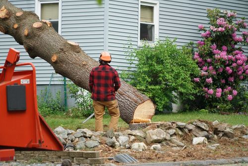 Tree Removal for White River Excavation in Stevensville, MT