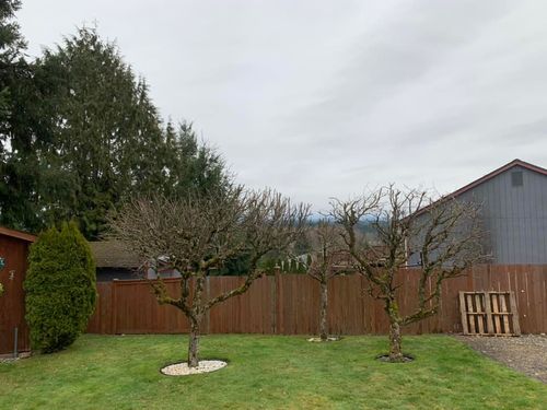 Tree Services for Avenscapes NW, LLC in Getchell, Washington