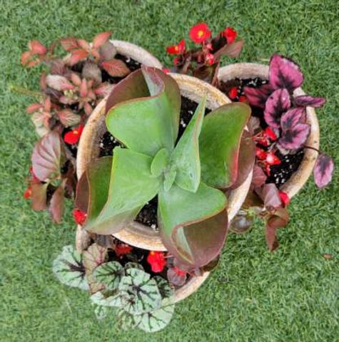Plant Bouquets for Lawn Caring Guys in Cape Coral, FL
