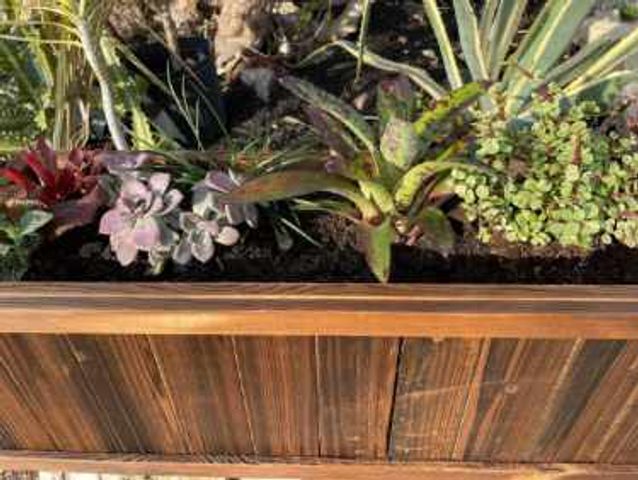 Plant Bouquets for Lawn Caring Guys in Cape Coral, FL