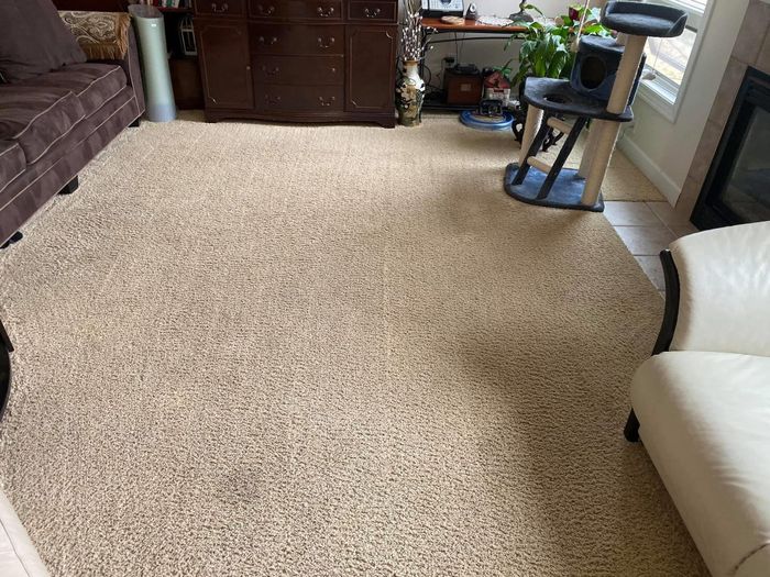 Living room carpet with fresh vacuum lines