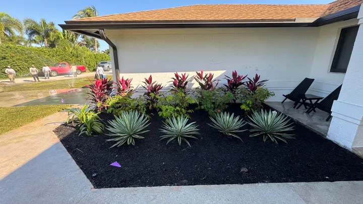 Mulching: black mulch bed with bromeliads beside a house