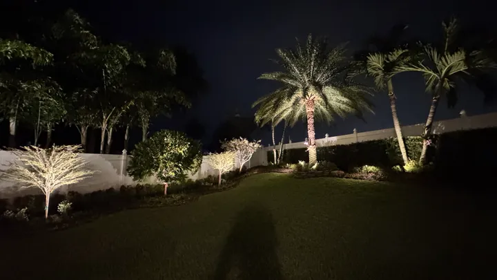 Uplit palms over a lawn at night