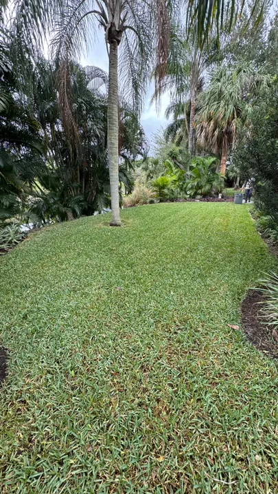 New sod, 10,000 square feet and counting, Boynton Beach