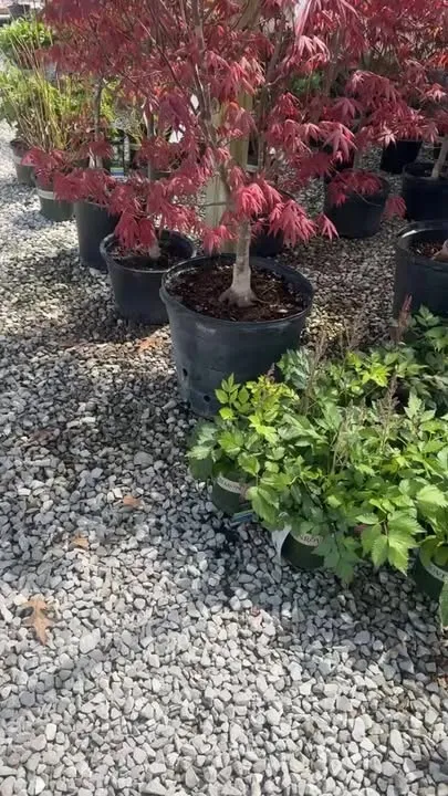 Produce in Staunton