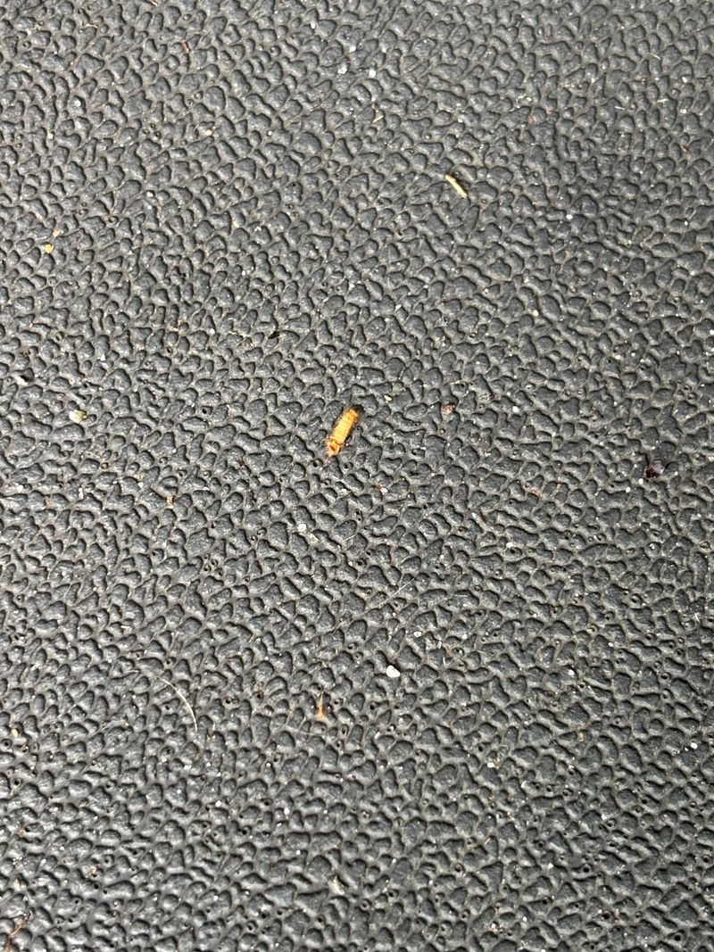 Close-up of a mattress surface from a bed bug inspection