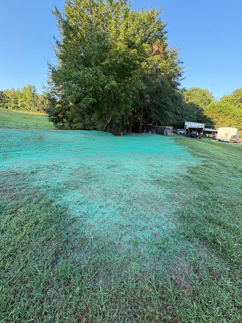 Freshly sprayed yard with a large shade tree