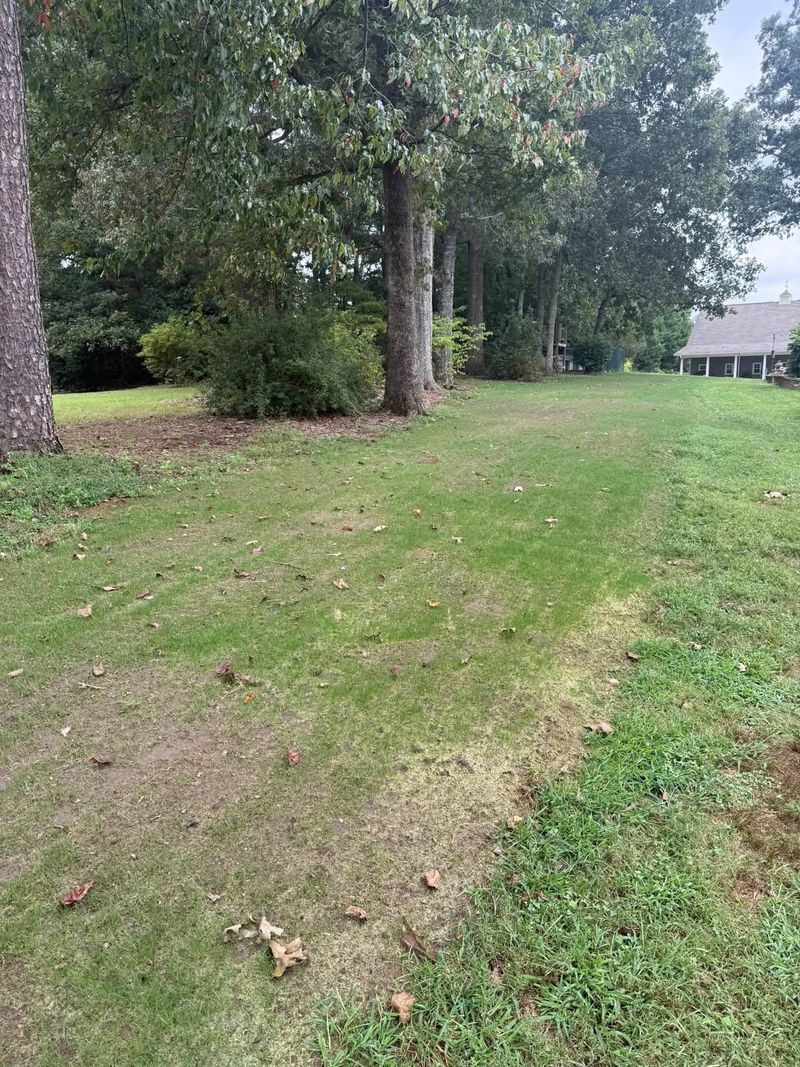 Thick green lawn grown in from hydroseed