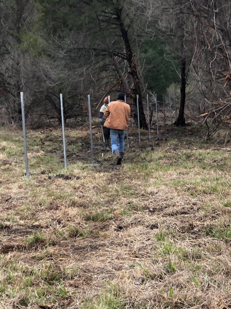 Crew setting posts through brush for farm fencing