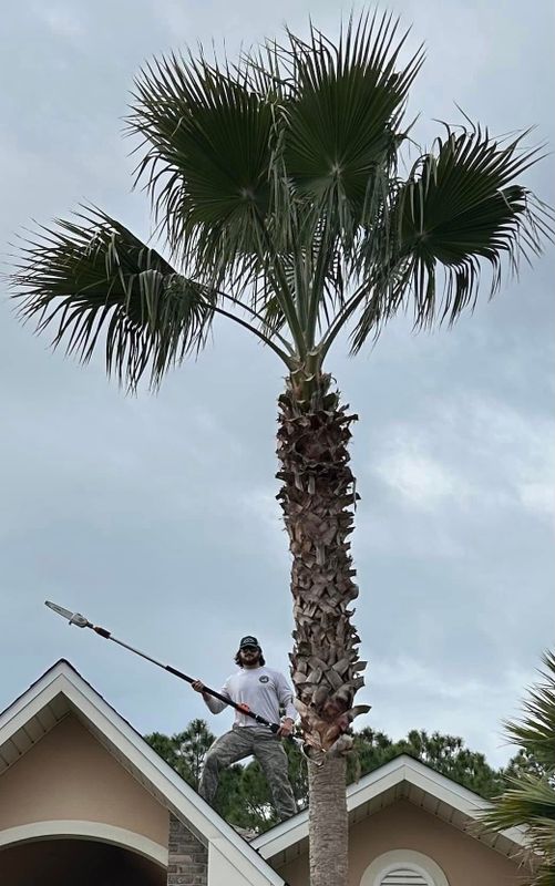 Tree Trimming & Removal