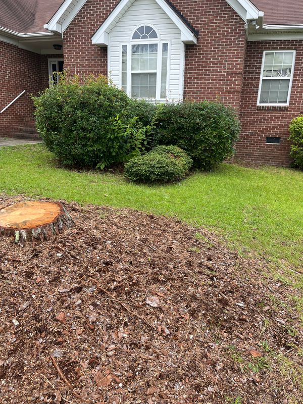 Stump Removal