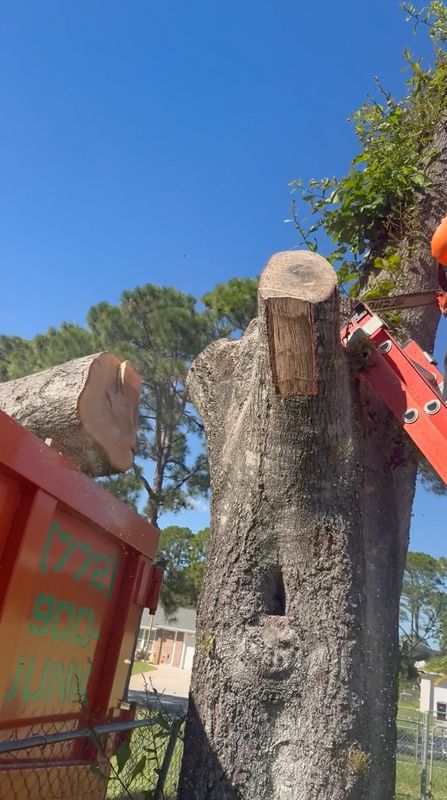 Tree Removal