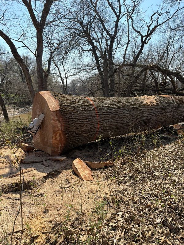 Tree Removal