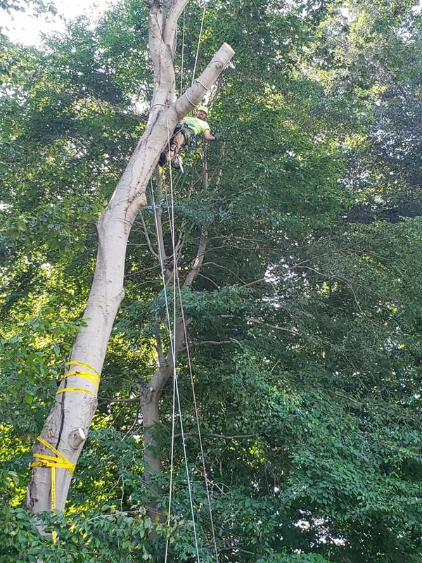 Tree Removal