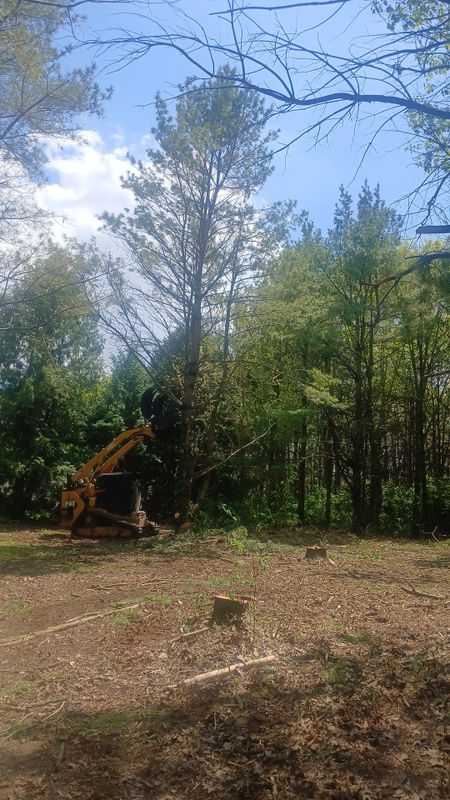 Forestry Mulching
