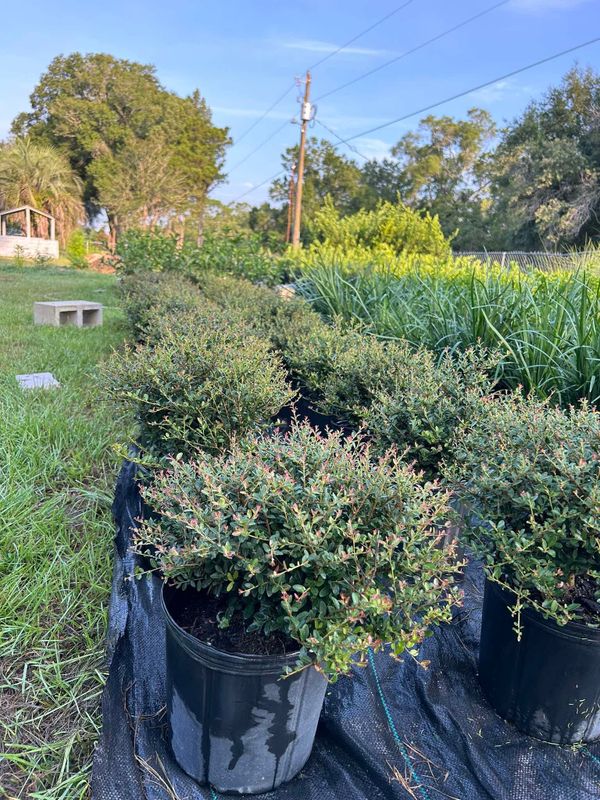 Landscaping