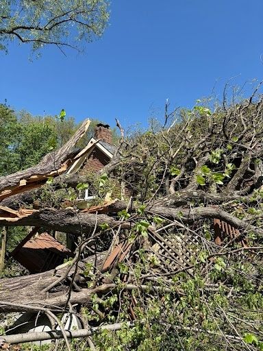 Tree Removal
