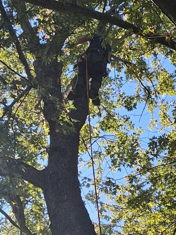 Tree Trimming