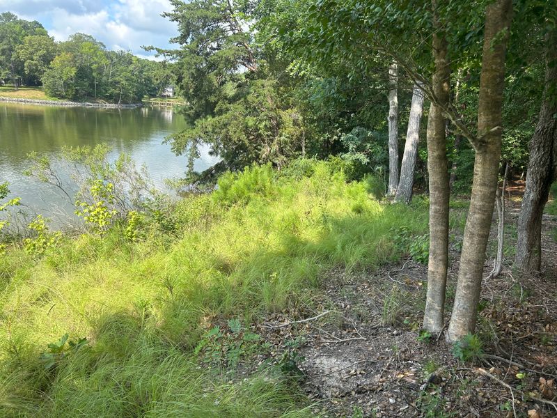 River Bank Clearing  gallery
