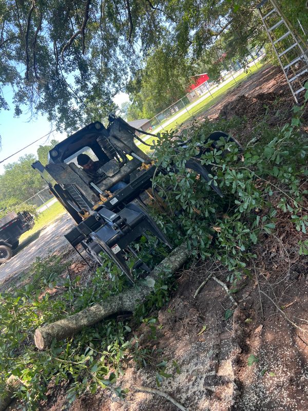 Tree Trimming & Removal