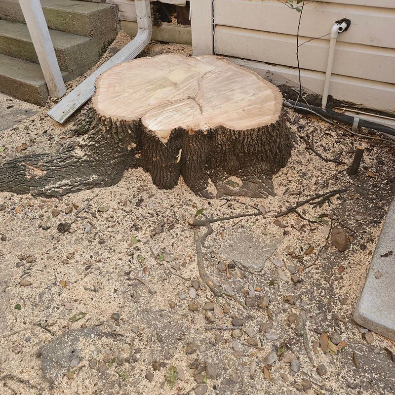 Tree Removal gallery