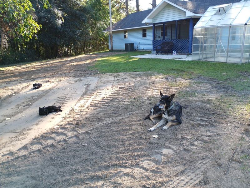 Septic System Repairs