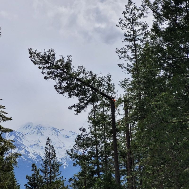 Tree Services