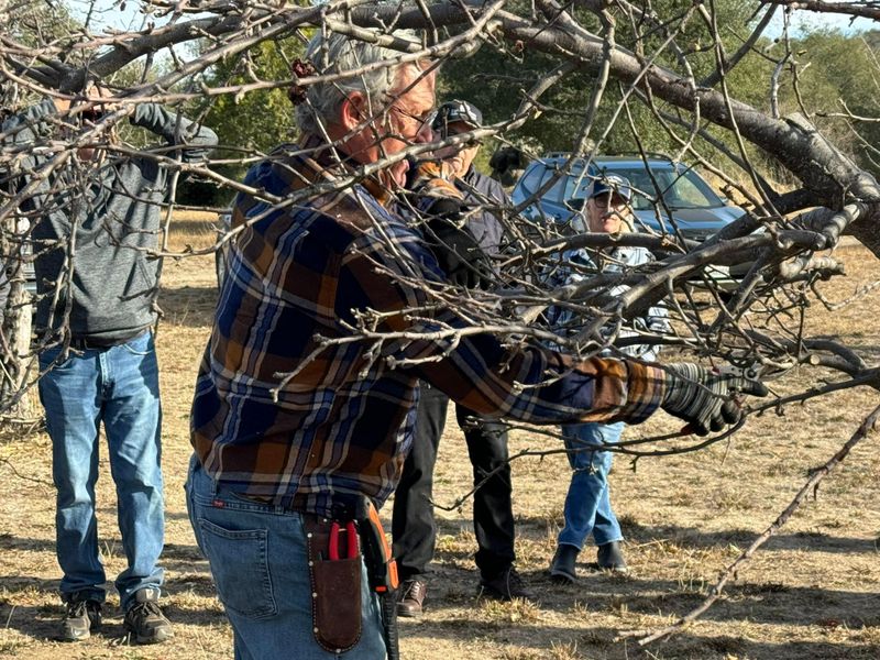 Tree Services