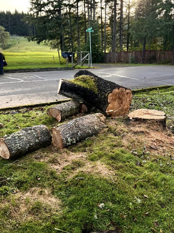 Tree removals gallery
