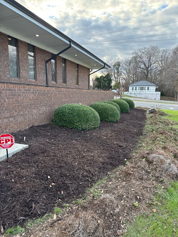 Tree & Shrub Care