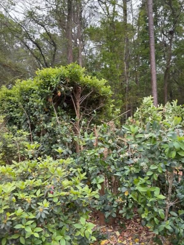 Shrub Trimming