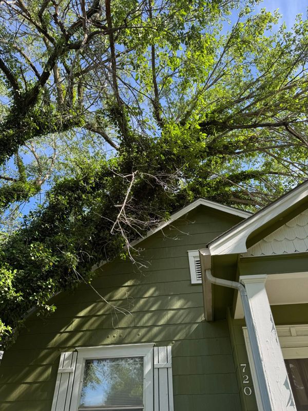 Emergency Tree Services