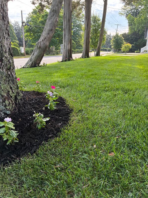Plant & Shrub Installations