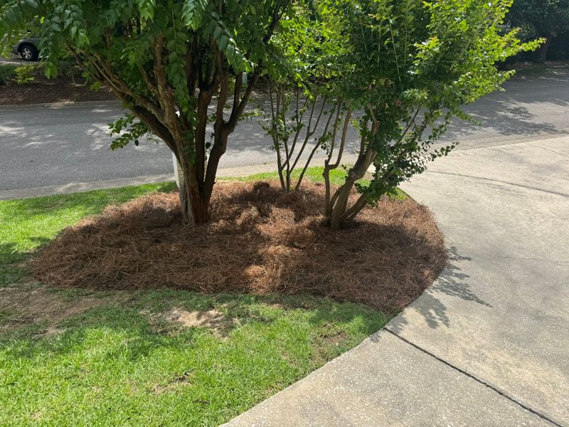 Tree and Shrub Care