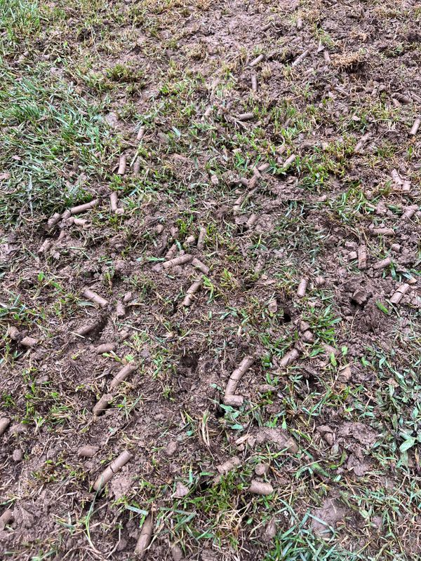 Lawn Aeration