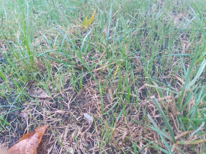 Grass Up