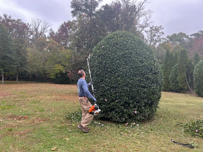 Shrub and Plant Trimming