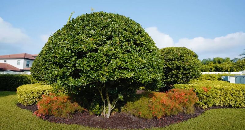 Tree & Shrub Care