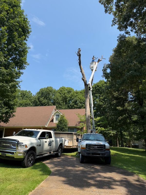 Tree Removal