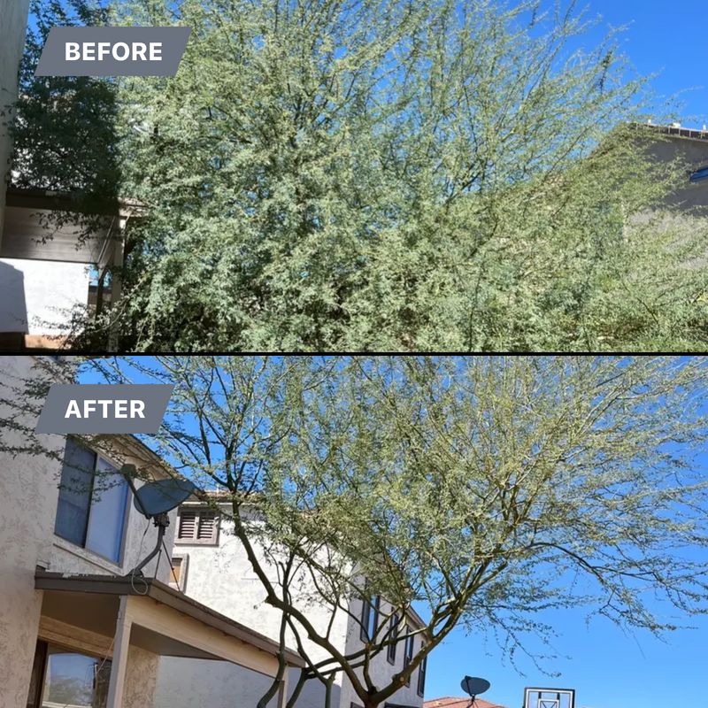 Tree & Shrub Care